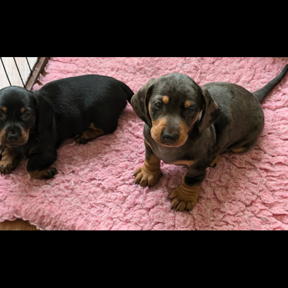 Dachshund (Standard &amp; Miniature) - Both
