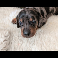Dachshund (Standard &amp; Miniature) - Both