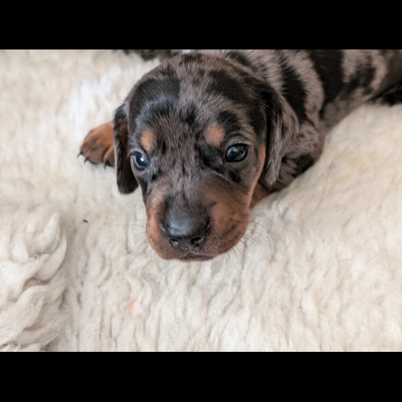 Dachshund (Standard &amp; Miniature) - Both
