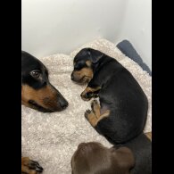 Dachshund (Standard &amp; Miniature) - Both