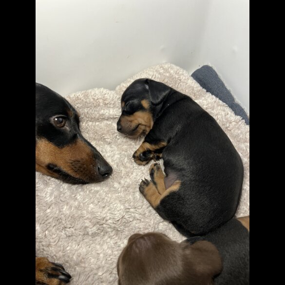 Dachshund (Standard &amp; Miniature) - Both