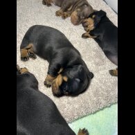 Dachshund (Standard &amp; Miniature) - Both