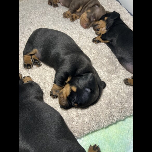 Dachshund (Standard &amp; Miniature) - Both