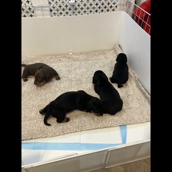 Dachshund (Standard &amp; Miniature) - Both