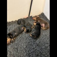 Dachshund (Standard &amp; Miniature) - Both