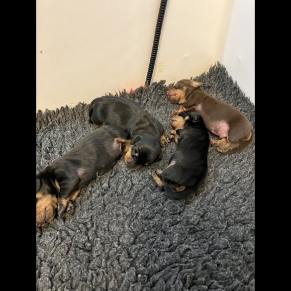 Dachshund (Standard &amp; Miniature) - Both