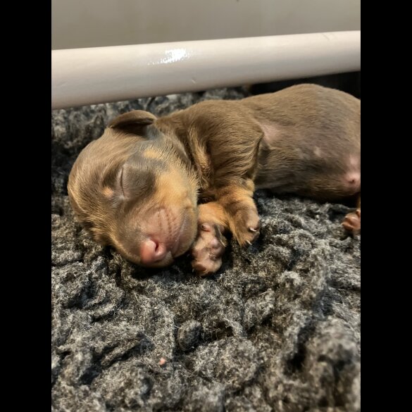 Dachshund (Standard &amp; Miniature) - Both