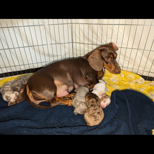Dachshund (Standard &amp; Miniature) - Both