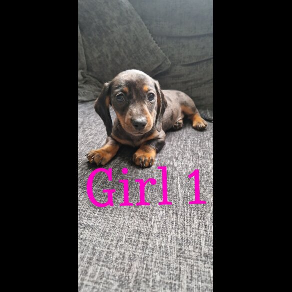 Dachshund (Standard &amp; Miniature) - Both