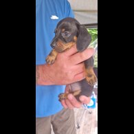 Dachshund (Standard &amp; Miniature) - Both