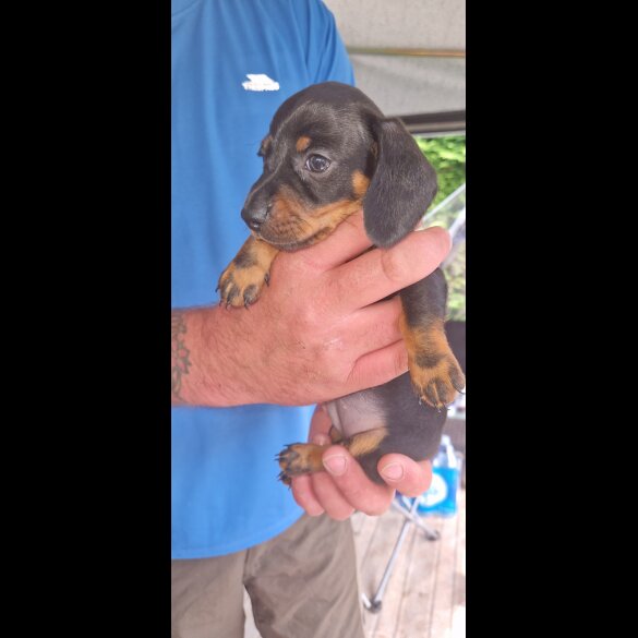 Dachshund (Standard &amp; Miniature) - Both