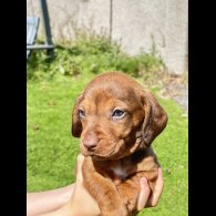 Dachshund (Standard &amp; Miniature) - Dogs
