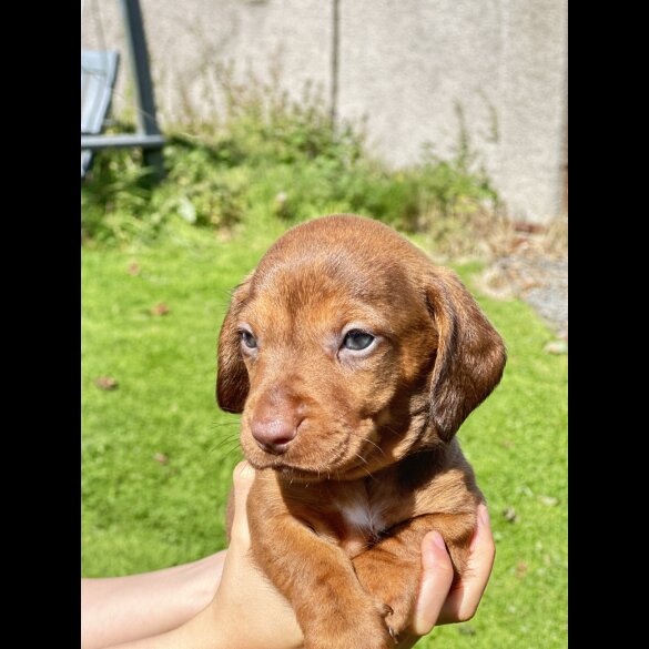 Dachshund (Standard &amp; Miniature) - Dogs