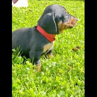 Dachshund (Standard &amp; Miniature) - Dogs