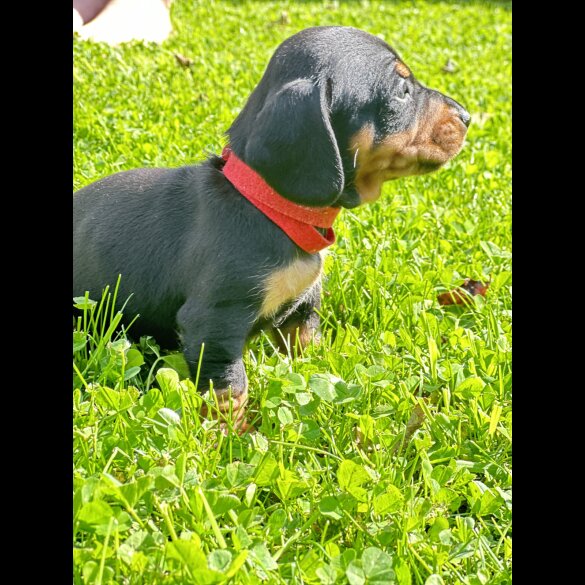 Dachshund (Standard &amp; Miniature) - Dogs