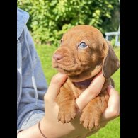 Dachshund (Standard &amp; Miniature) - Dogs