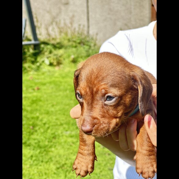 Dachshund (Standard &amp; Miniature) - Dogs