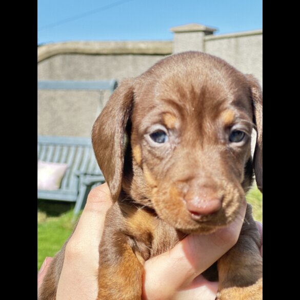 Dachshund (Standard &amp; Miniature) - Dogs