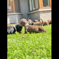 Dachshund (Standard &amp; Miniature) - Dogs
