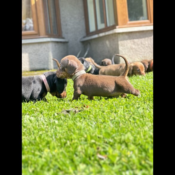 Dachshund (Standard &amp; Miniature) - Dogs