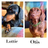 Dachshund (Standard &amp; Miniature) - Dogs