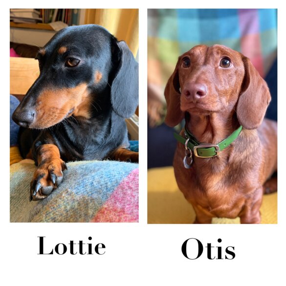 Dachshund (Standard &amp; Miniature) - Dogs