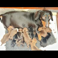 Dachshund (Standard &amp; Miniature) - Dogs