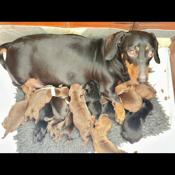 Dachshund (Standard &amp; Miniature) - Dogs