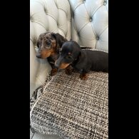 Dachshund (Standard &amp; Miniature) - Both