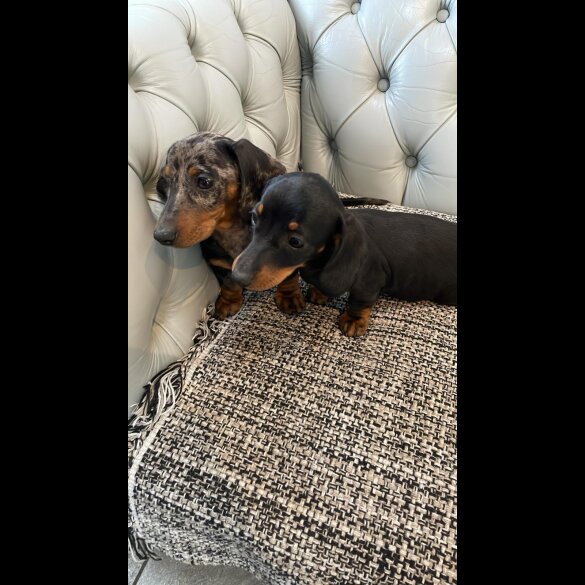 Dachshund (Standard &amp; Miniature) - Both