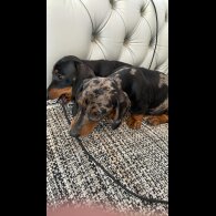 Dachshund (Standard &amp; Miniature) - Both