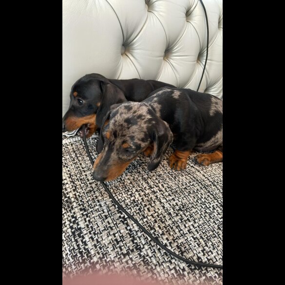 Dachshund (Standard &amp; Miniature) - Both