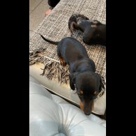 Dachshund (Standard &amp; Miniature) - Both