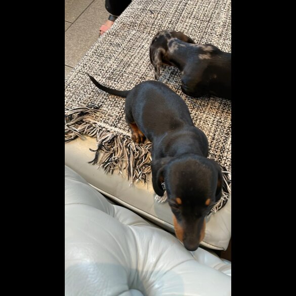 Dachshund (Standard &amp; Miniature) - Both