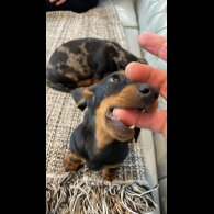 Dachshund (Standard &amp; Miniature) - Both