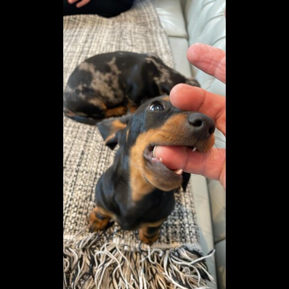 Dachshund (Standard &amp; Miniature) - Both