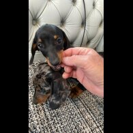 Dachshund (Standard &amp; Miniature) - Both