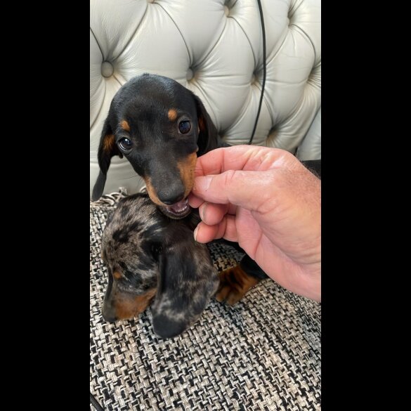 Dachshund (Standard &amp; Miniature) - Both