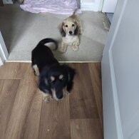 Dachshund (Standard &amp; Miniature) - Dogs