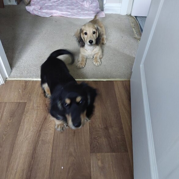 Dachshund (Standard &amp; Miniature) - Dogs