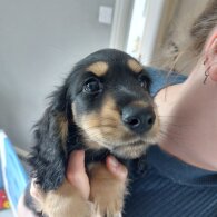 Dachshund (Standard &amp; Miniature) - Dogs