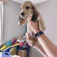 Dachshund (Standard &amp; Miniature) - Dogs