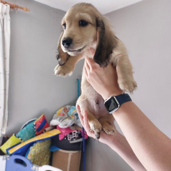 Dachshund (Standard &amp; Miniature) - Dogs
