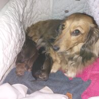 Dachshund (Standard &amp; Miniature) - Dogs
