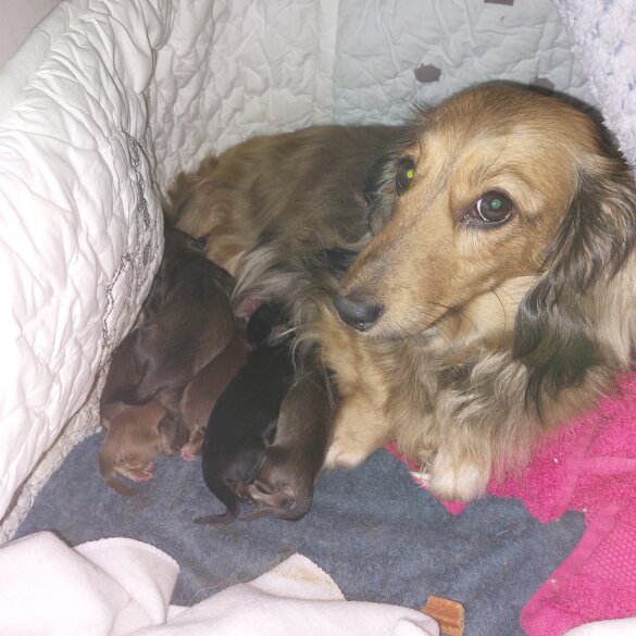 Dachshund (Standard &amp; Miniature) - Dogs