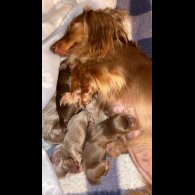 Dachshund (Standard &amp; Miniature) - Both