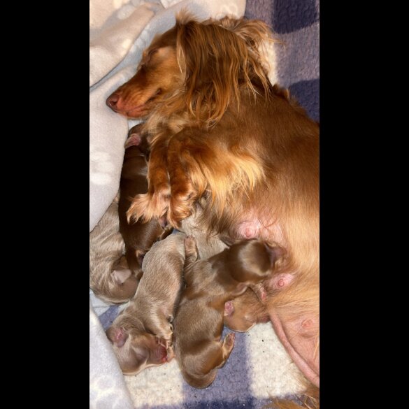 Dachshund (Standard &amp; Miniature) - Both