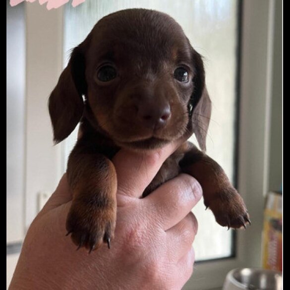 Dachshund (Standard &amp; Miniature) - Both