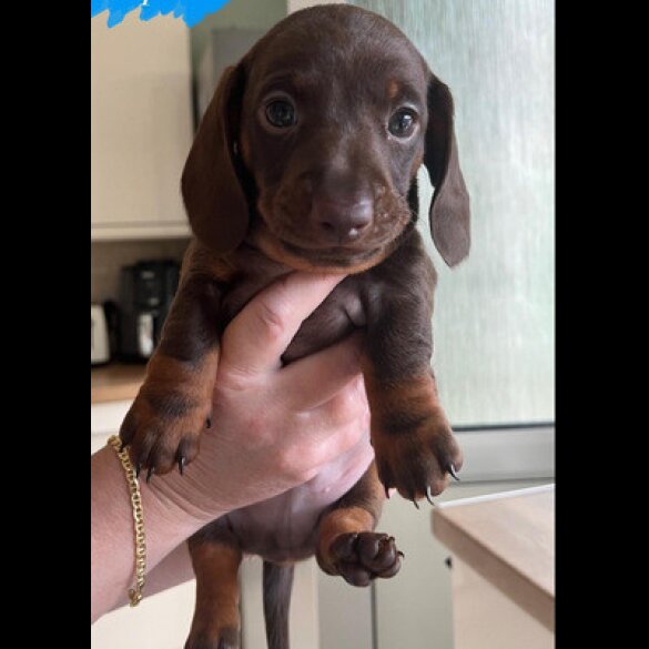 Dachshund (Standard &amp; Miniature) - Both
