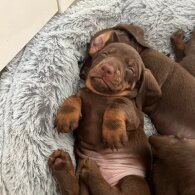 Dachshund (Standard &amp; Miniature) - Both